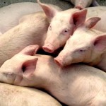 domestic-pigs-piglets domestic-pigs-piglets